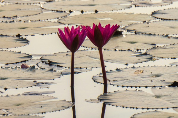 Bild für Paarberatung